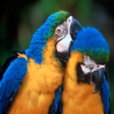 Pajarito 3